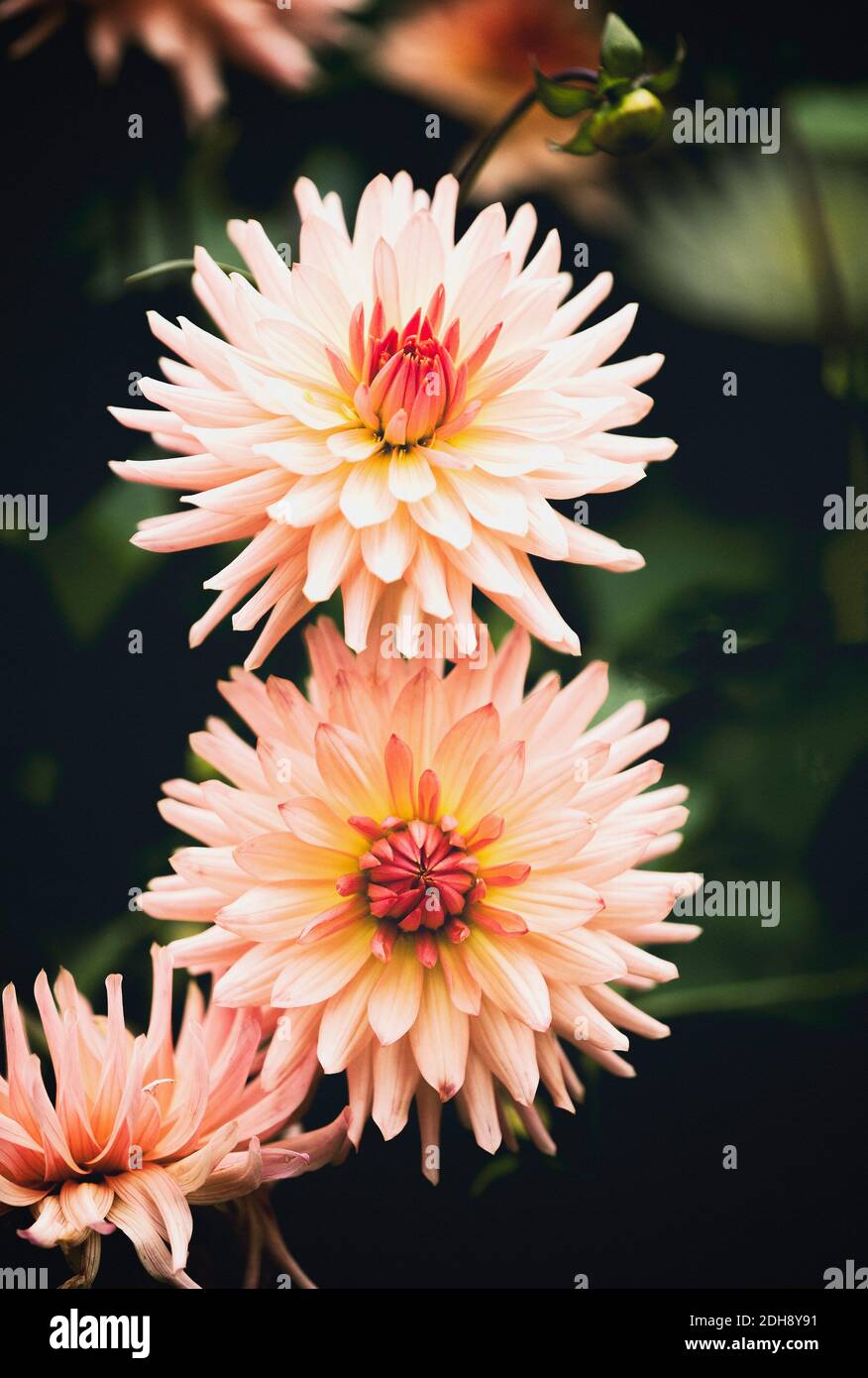 Dahlia, Pink coloured spikey flowers growing outdoor. Stock Photo