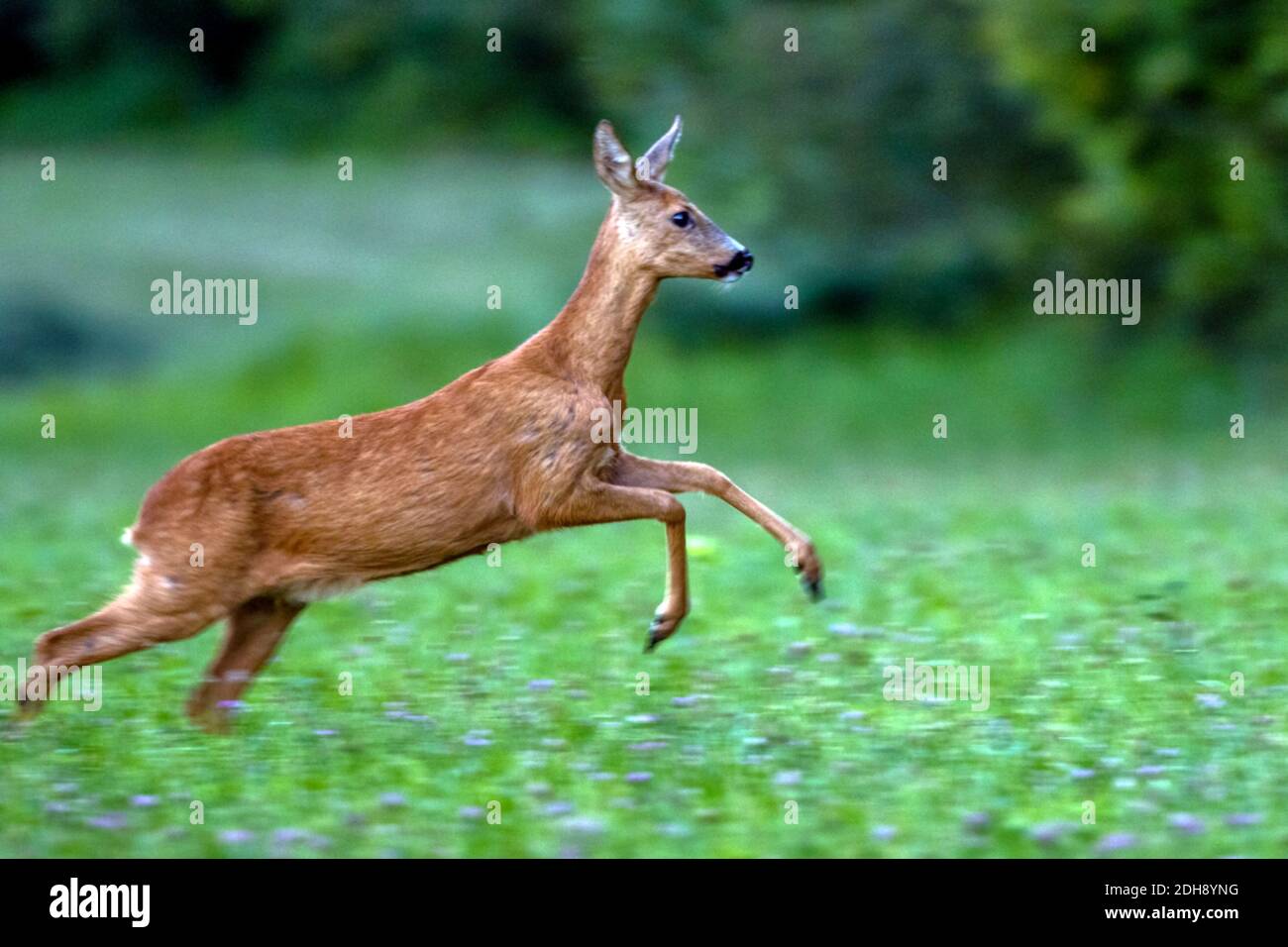 Absprung High Resolution Stock Photography and Images - Alamy