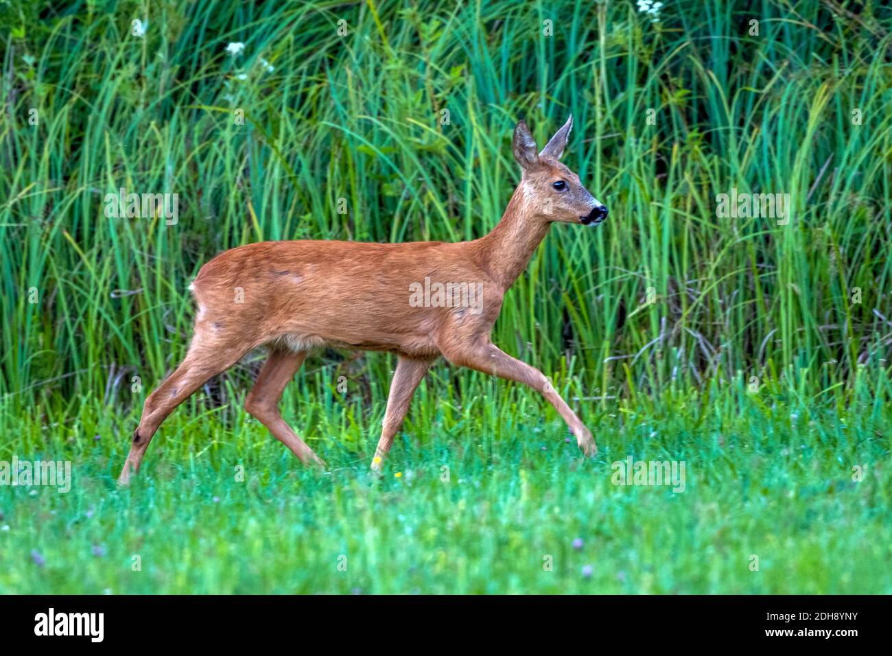 Rehbock (Capreolus capreolus) Stock Photo