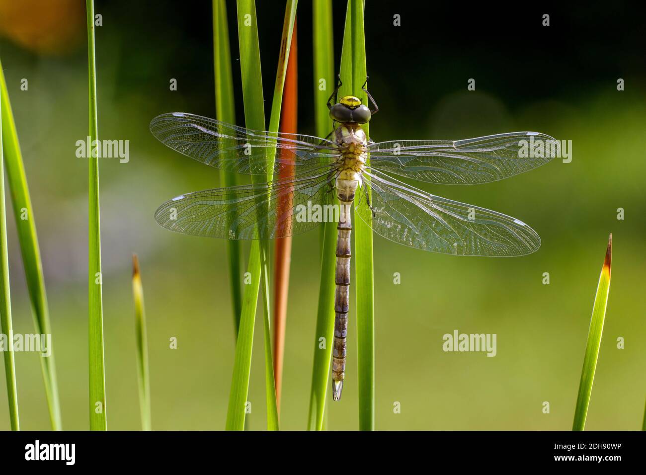 Blaugrüne Mosaikjungfer (Aeshna cyanea) frisch geschlüpft Stock Photo