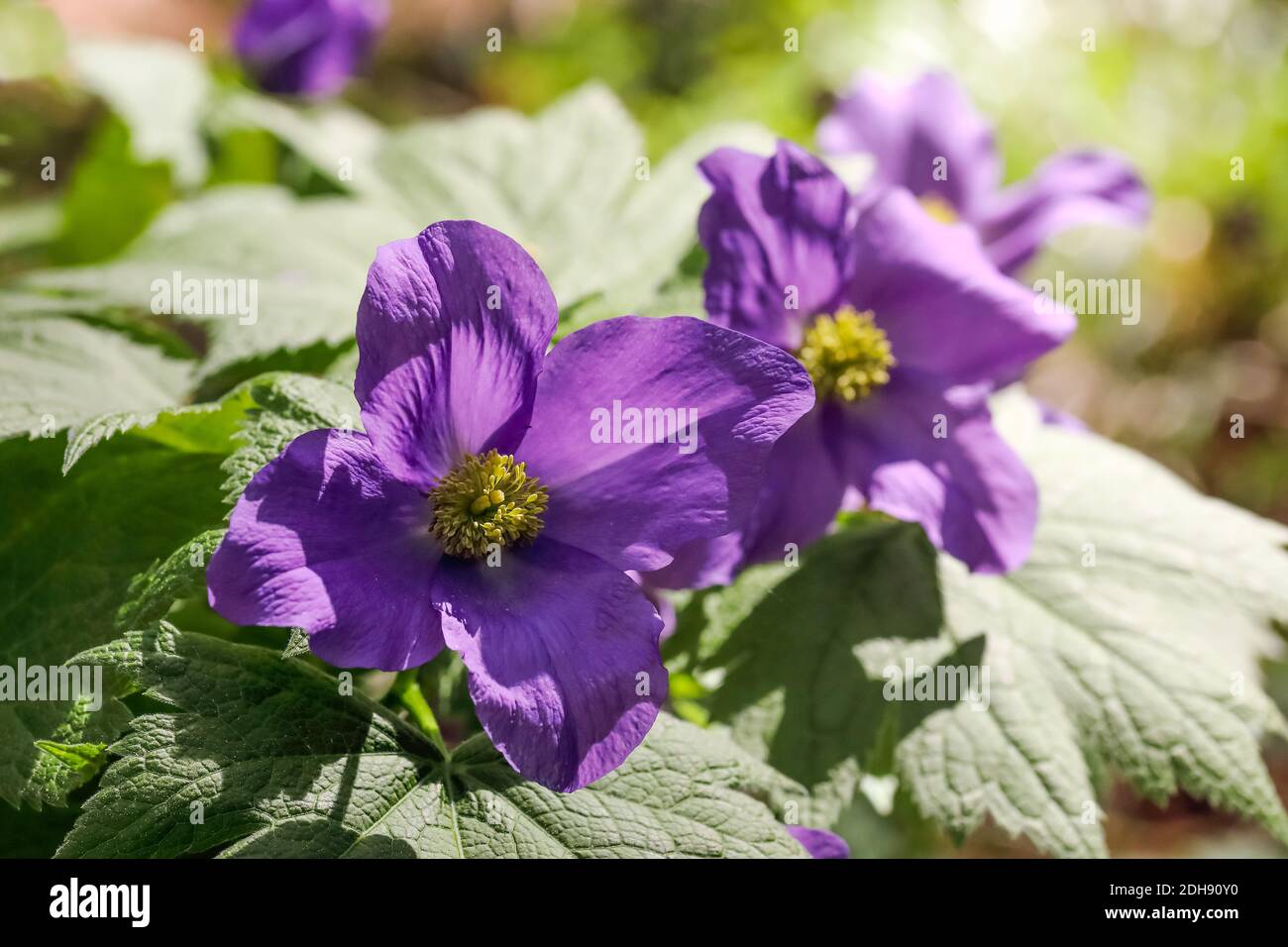 Japanese wood poppy Stock Photo