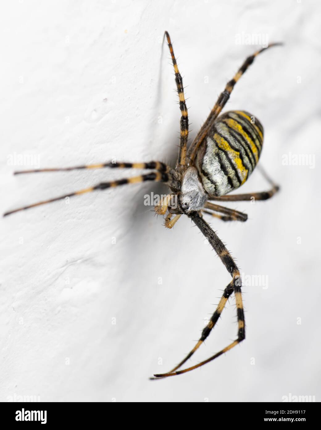 Argiope bruennichi (wasp spider) sitting diagonal on  a white background / lime wall Stock Photo
