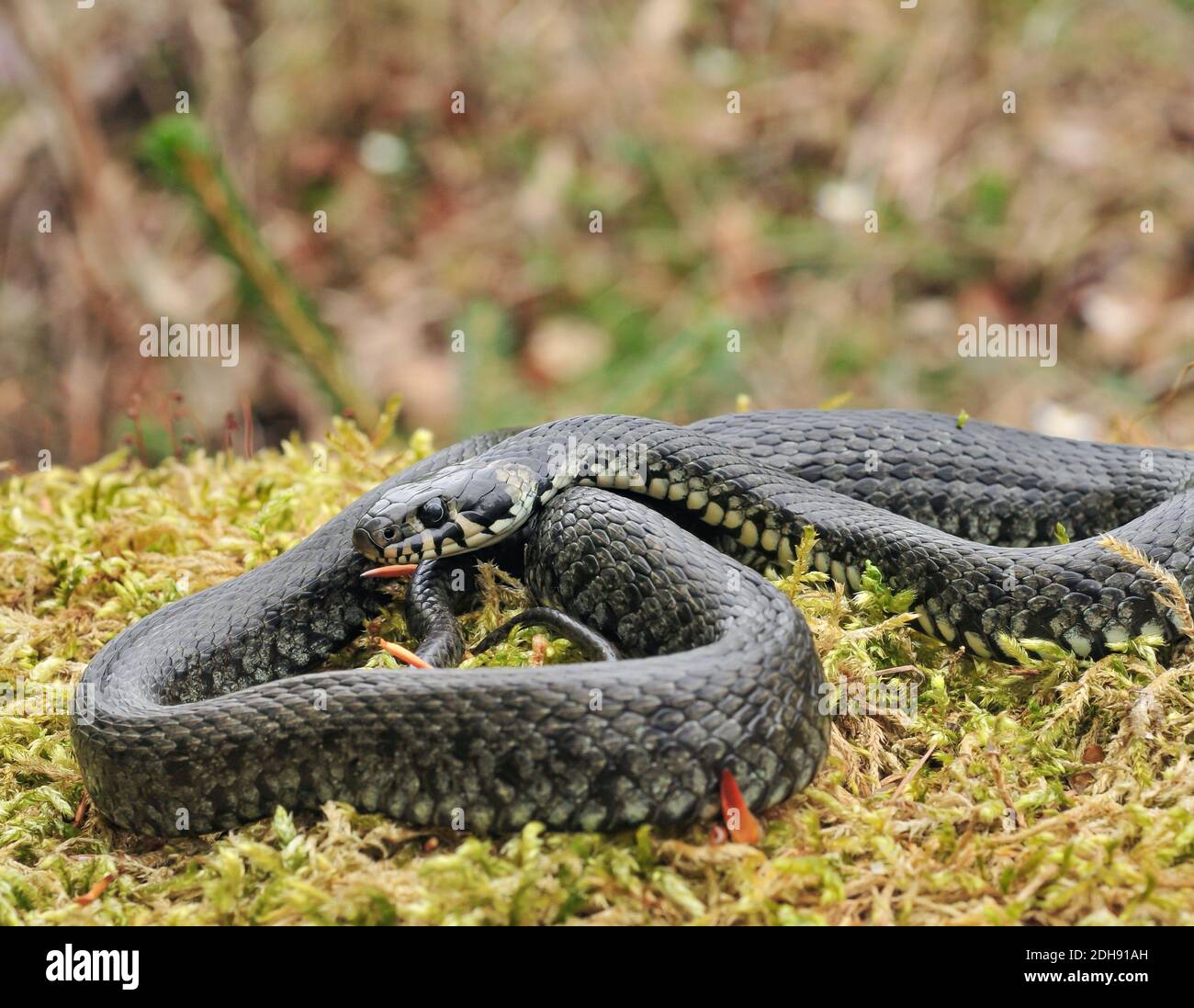 aquatic ringed snake, natrix natrix Stock Photo - Alamy