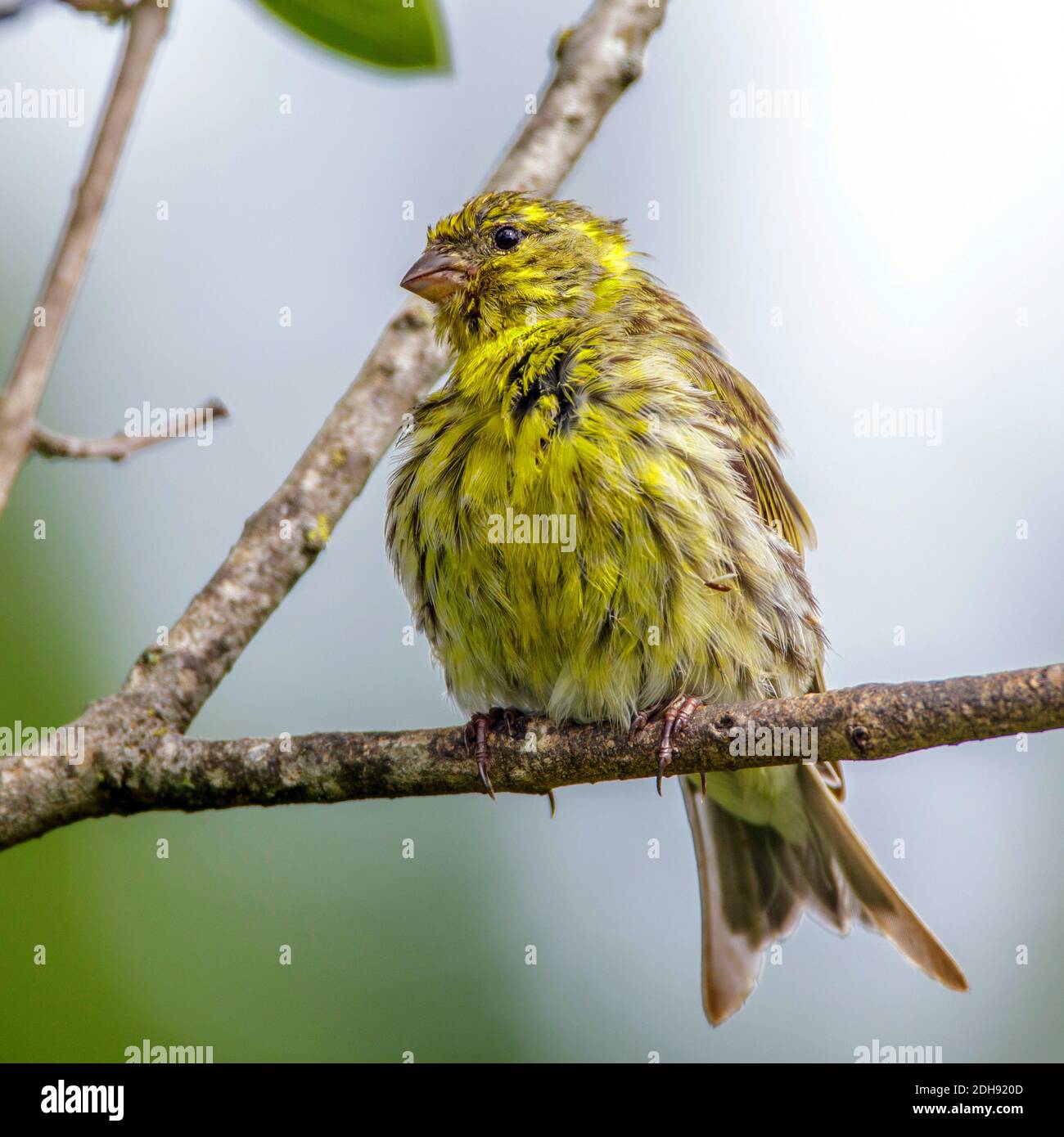 Girlitz (Serinus serinus) Männchen Stock Photo