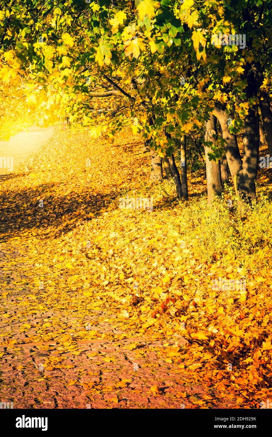 Park with orange and yellow leaves on trees - fall foliage Stock Photo ...