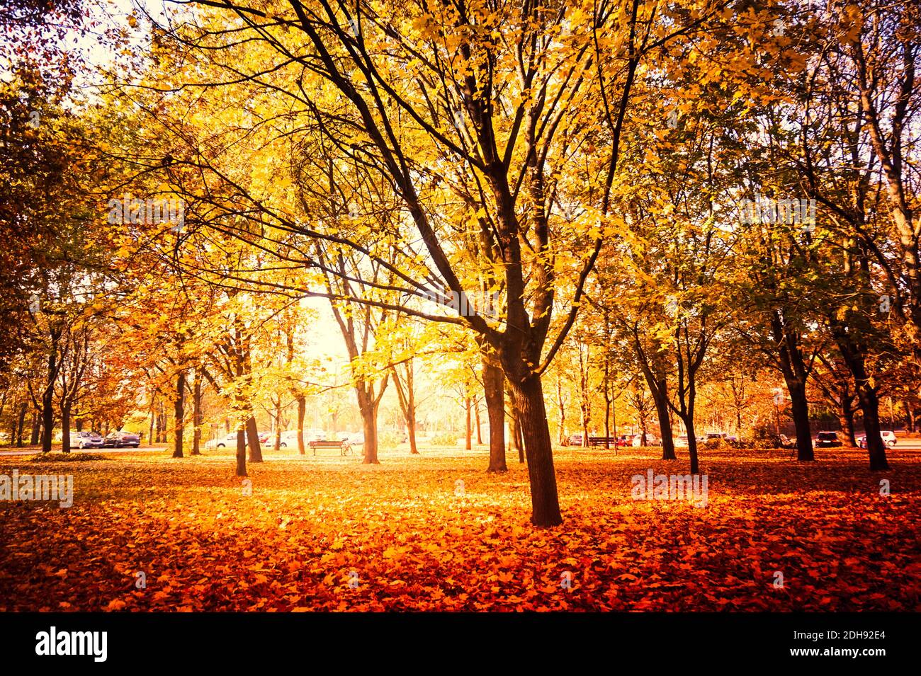 Park with orange and yellow leaves on trees - fall foliage Stock Photo ...