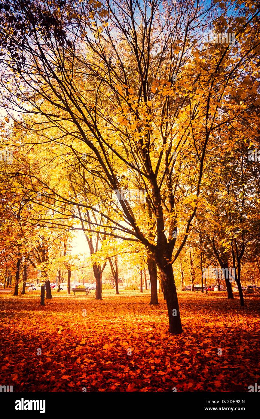 Park with orange and yellow leaves on trees - fall foliage Stock Photo ...