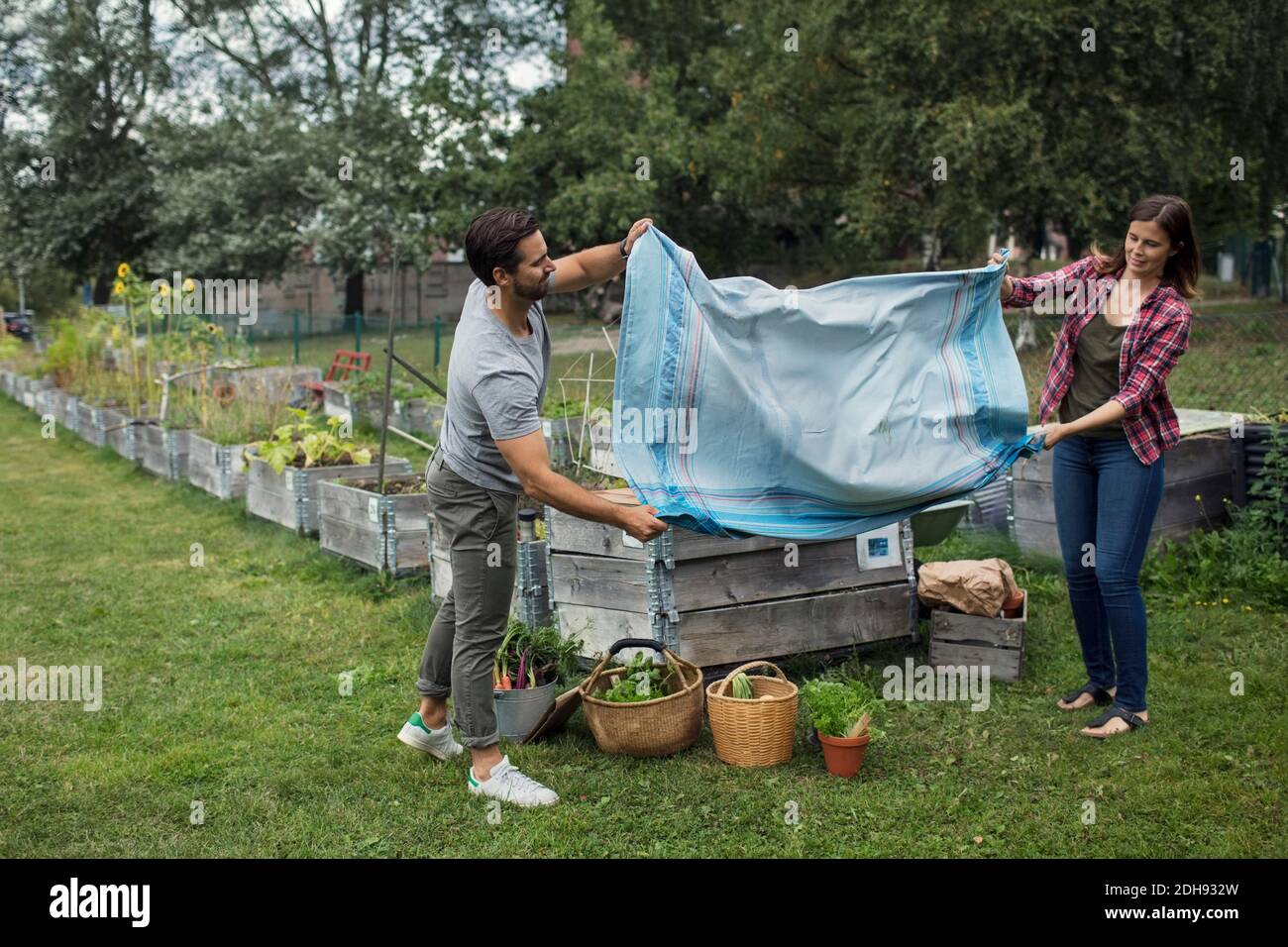 Full length of mid adult couple shaking tablecloth in vegetable garden Stock Photo