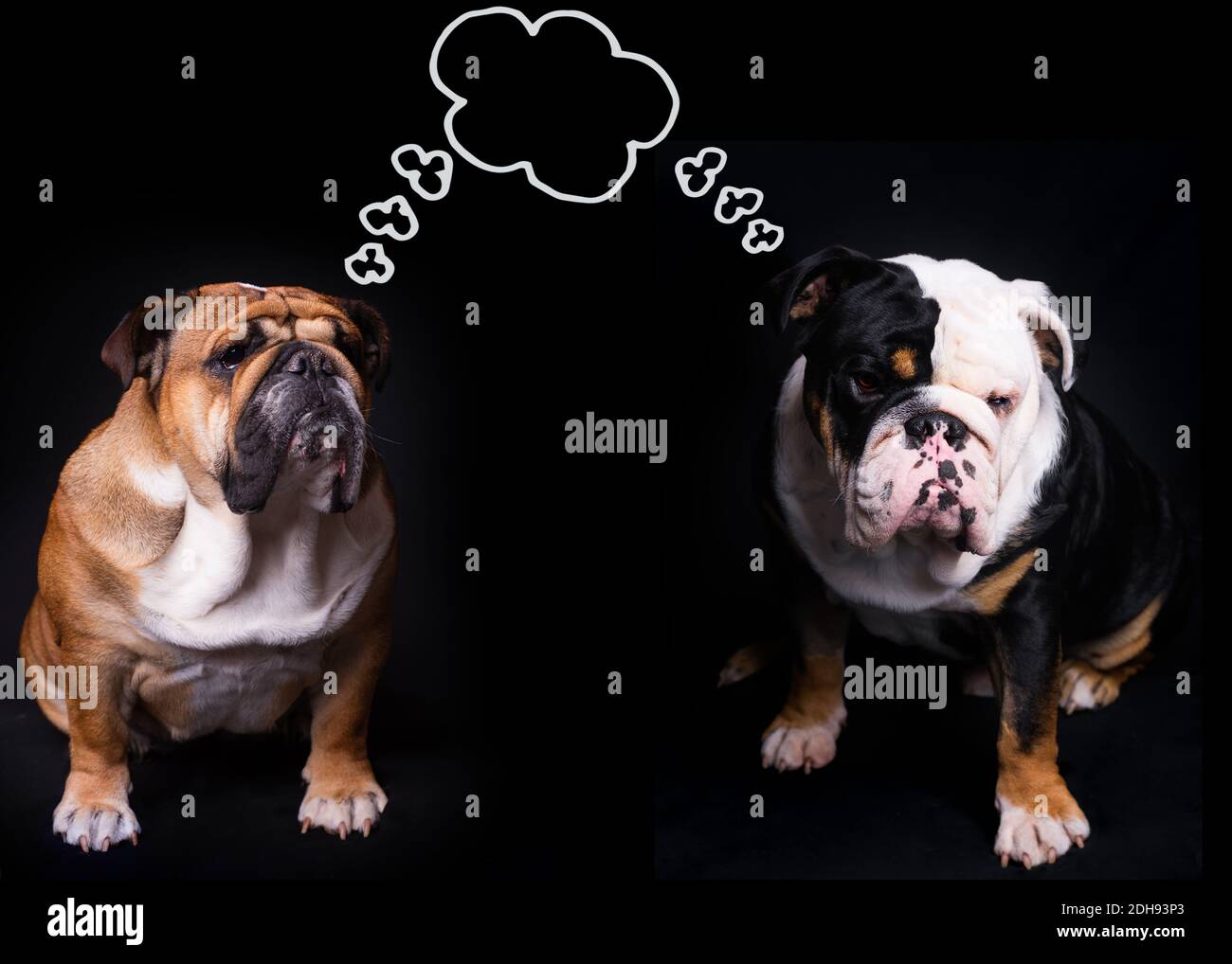 Two English Bulldogs  sitting on a black background and a  thinking cloud above their heads Stock Photo