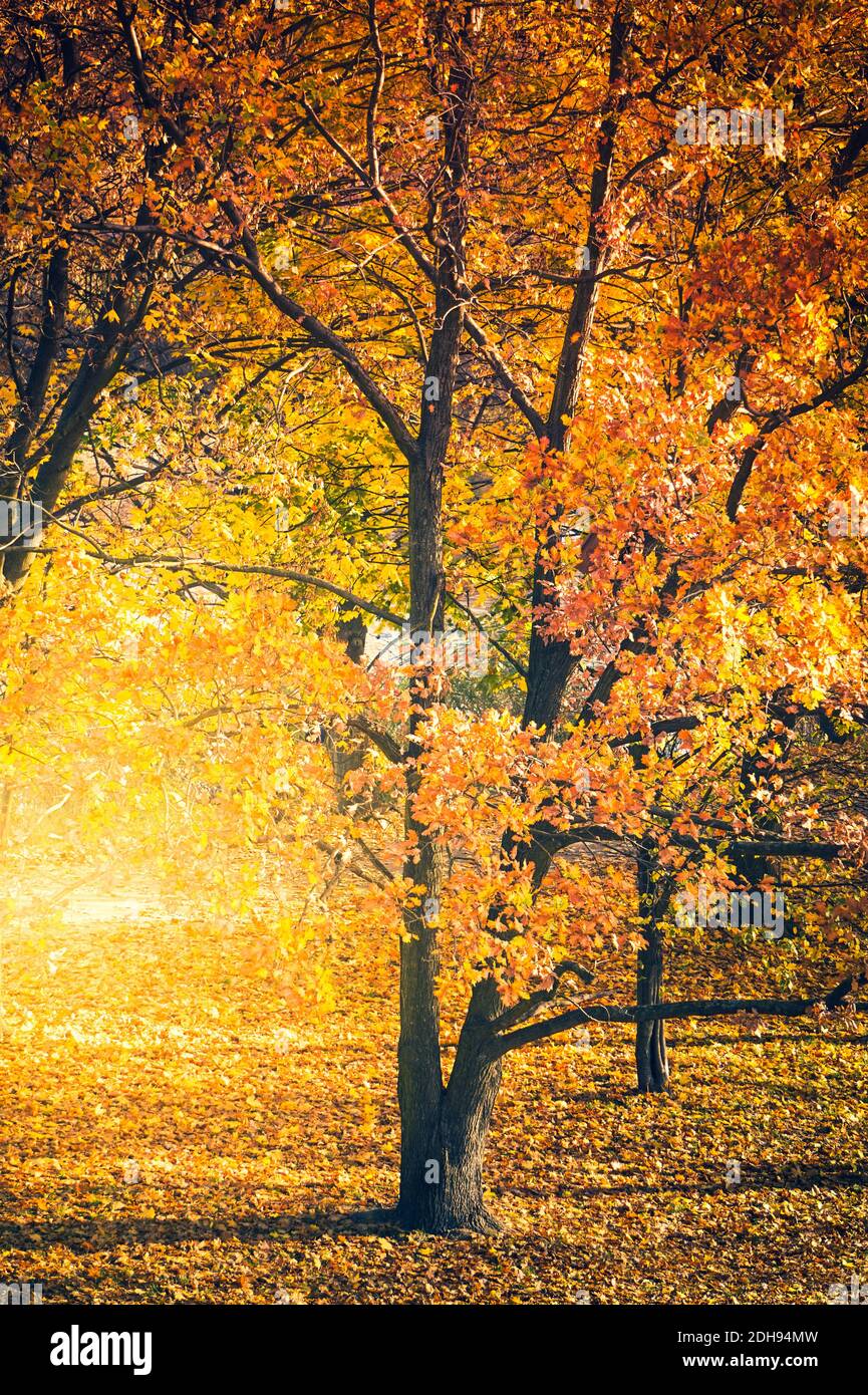 Park with orange and yellow leaves on trees - fall foliage Stock Photo ...