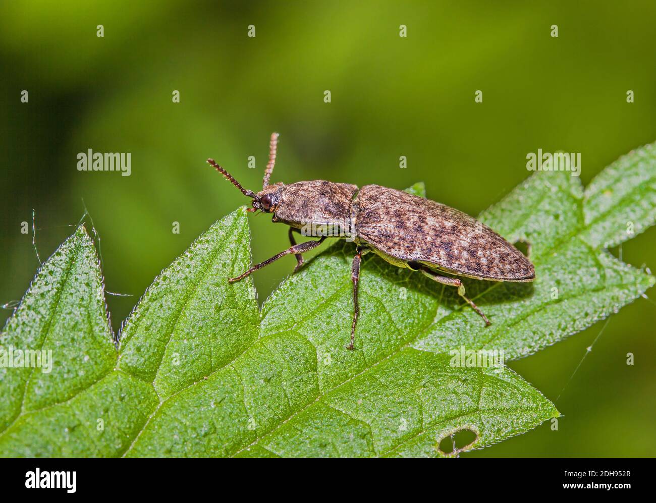 Click beetle 'Agrypnus murinus' Stock Photo Alamy