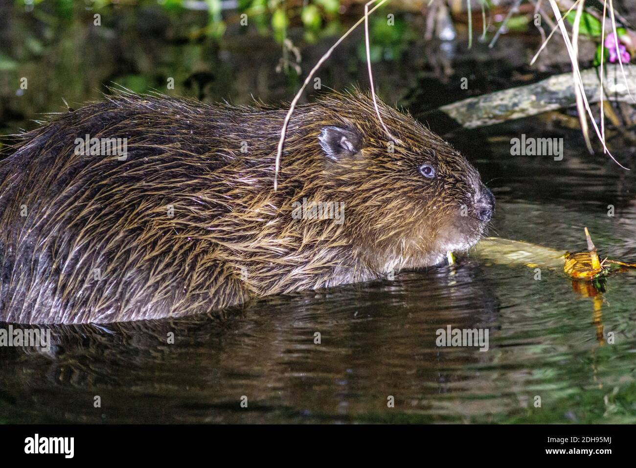 Europäischer Biber (Castor fiber) Stock Photo