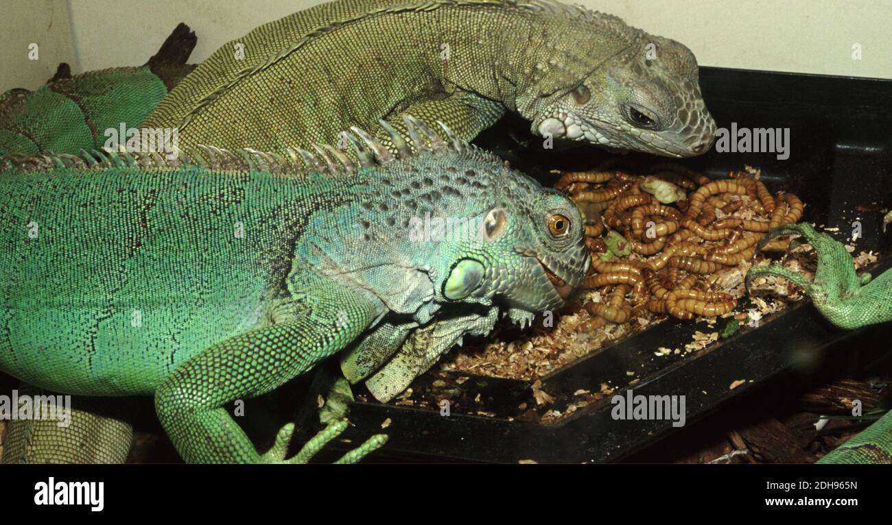 Common iguana (Iguana iguana) feeding mealworms Stock Photo - Alamy