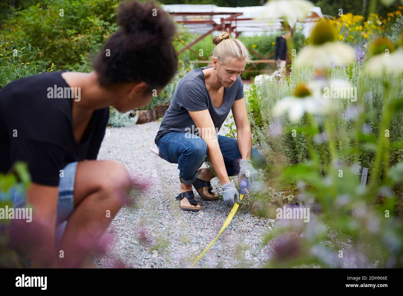 Garden architects measuring footpath in yard Stock Photo