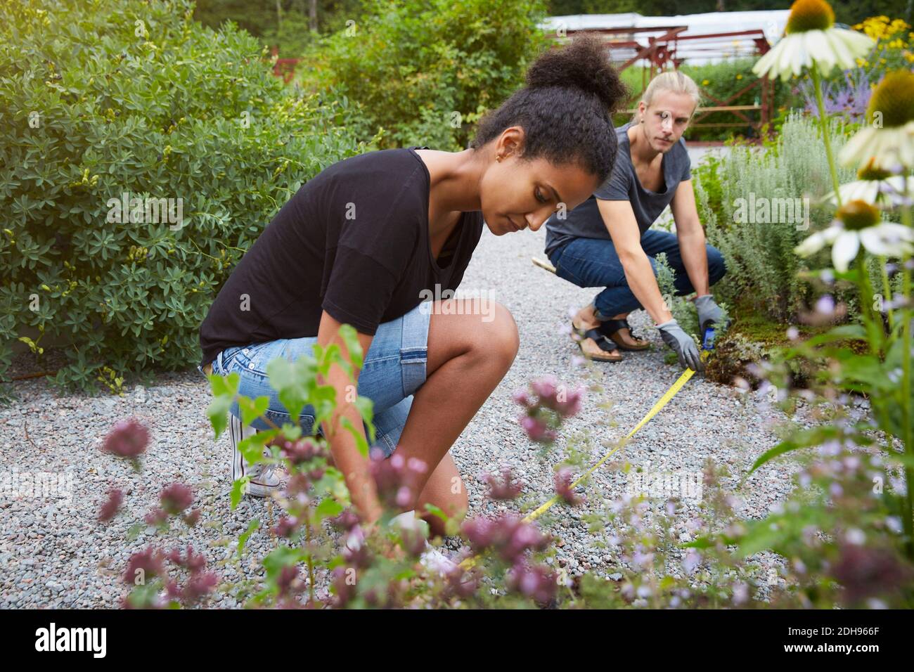 Garden architects measuring footpath in yard Stock Photo