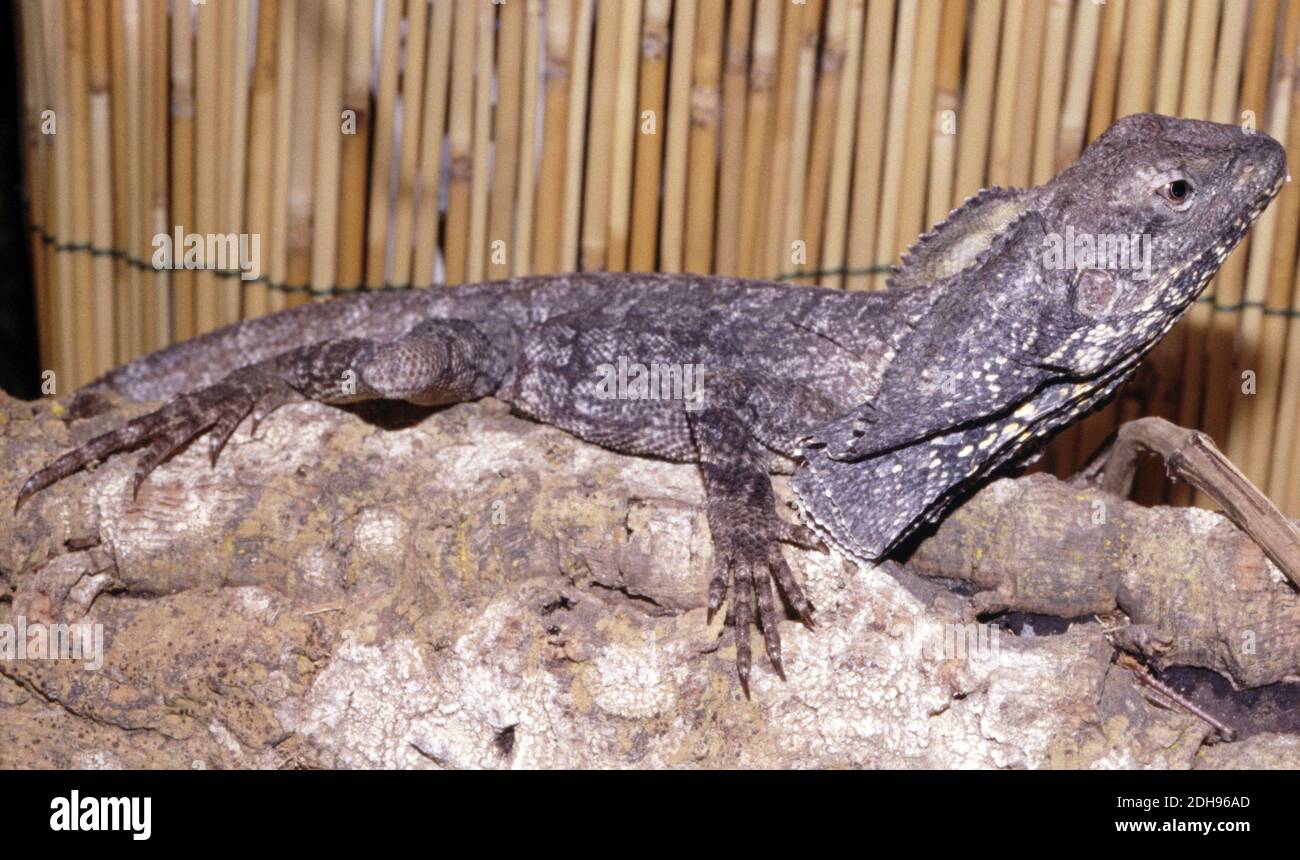 The frill-necked lizard (Chlamydosaurus kingii) Stock Photo