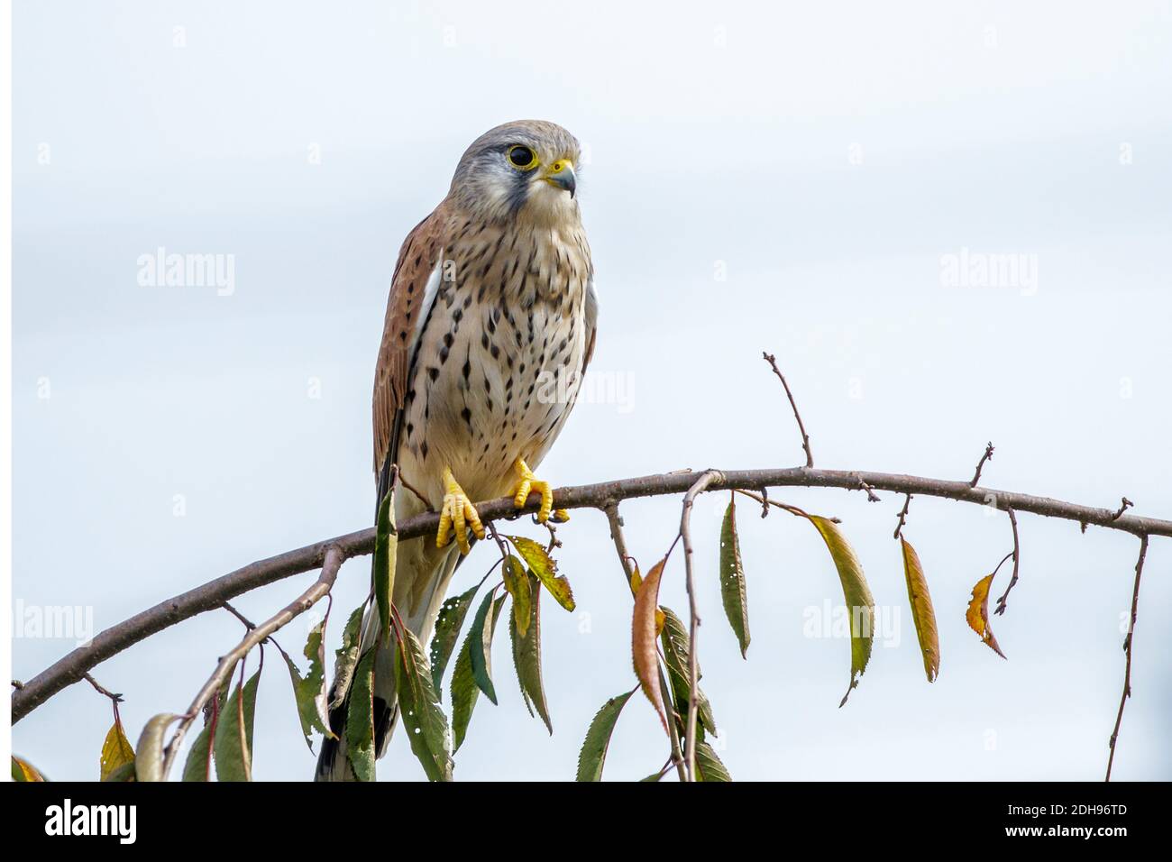 Turmfalke (Falco tinnunculus) Junges Männchen Stock Photo
