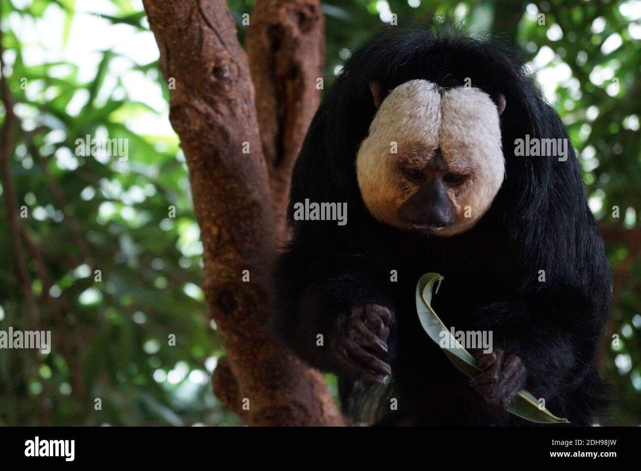 Saki Monkey playing with a piece of leaf Stock Photo