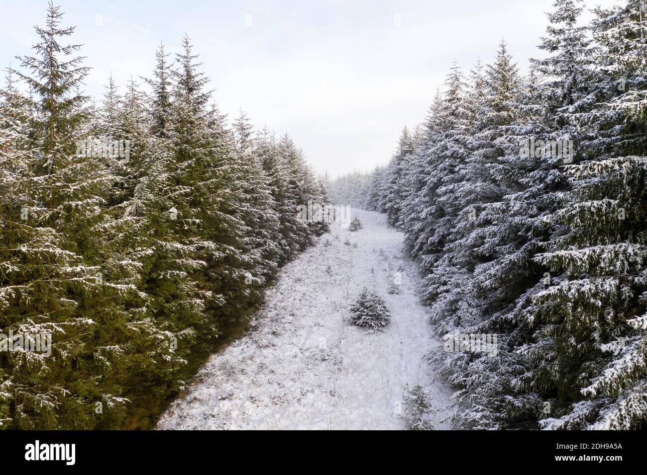 Aerial view of a forestry fire break with snow covered trees, South Lanarkshire Scotland. Stock Photo