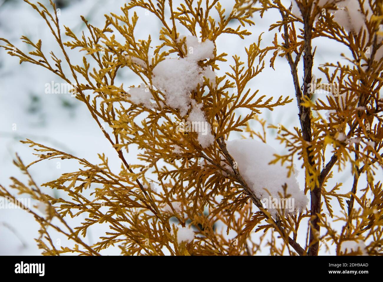 A beautiful leaves of coniferous tree Thuja. CloseUp of yellow leaves of Thuja trees against snow background Stock Photo