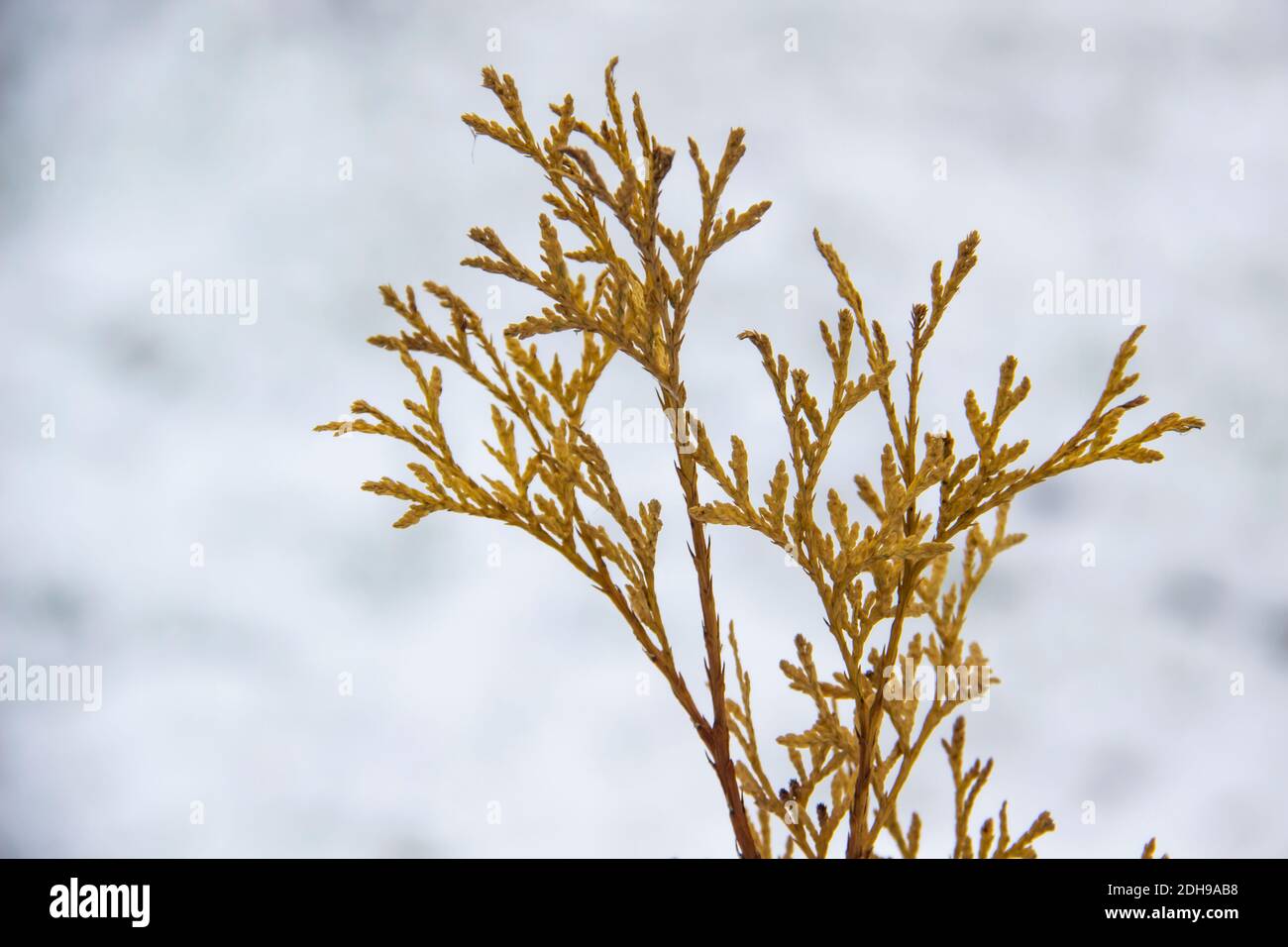 A beautiful leaves of coniferous tree Thuja. CloseUp of yellow leaves of Thuja trees against snow background Stock Photo