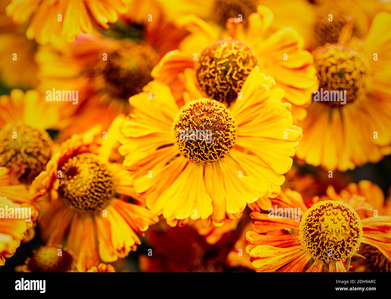 Sneezeweed, Common sneezeweed, Helenium 'Moerheim Beauty', Orange coloured flower growing outdoor with petals and stamen visible. Stock Photo
