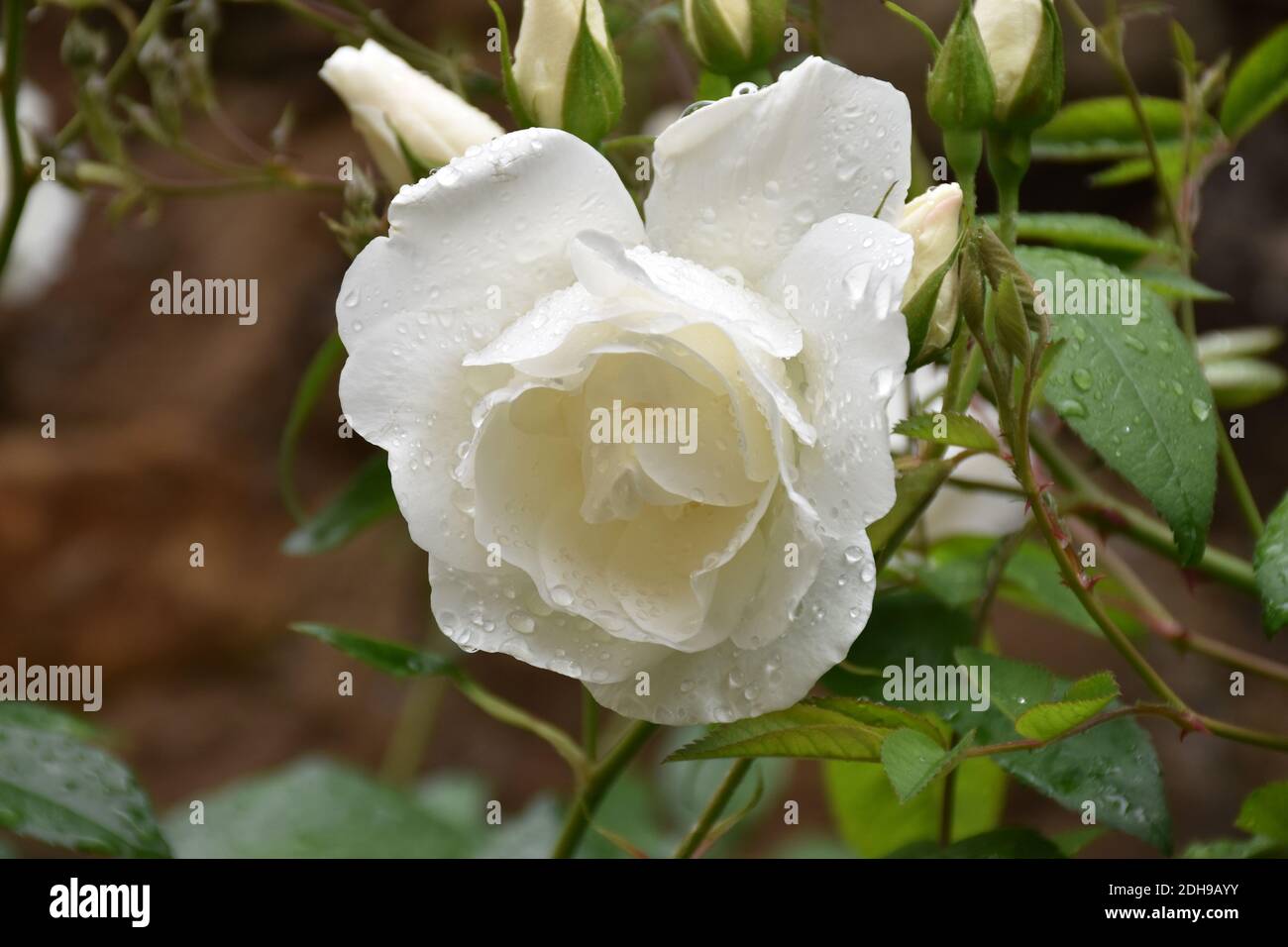 White rose with raindrops, symbol of innocence, charm and purity. Stock Photo