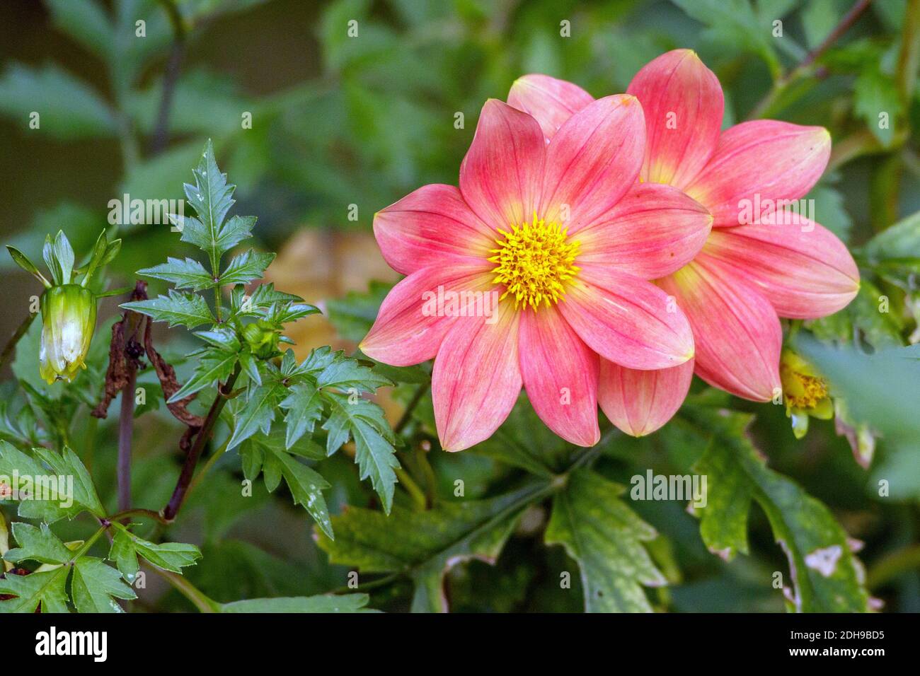 Garten-Dahlie (Dahlia × hortensis) Stock Photo