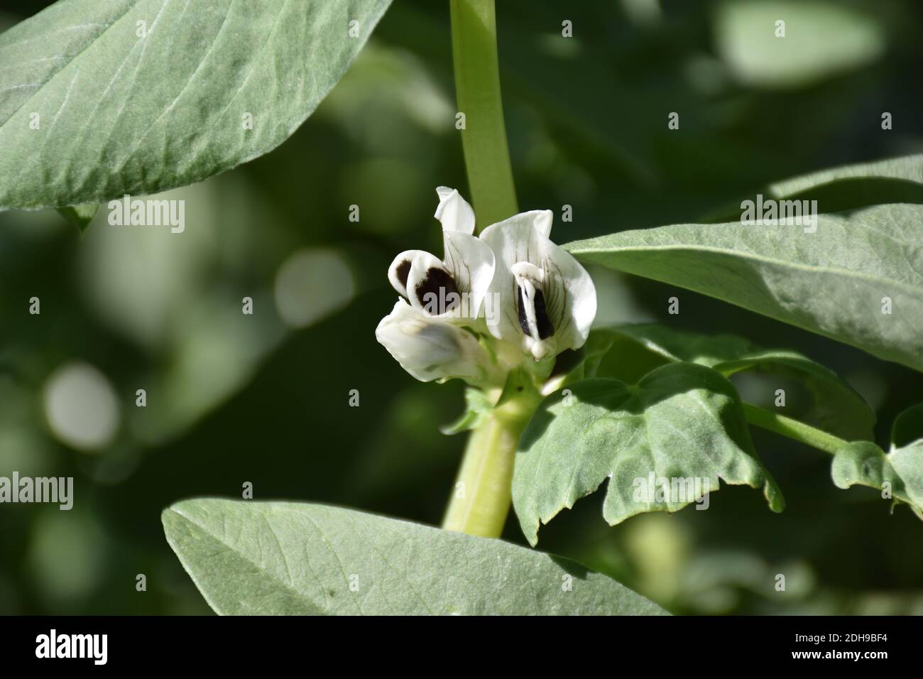 Broad bean plant (Vicia faba) with black and white and purple flower