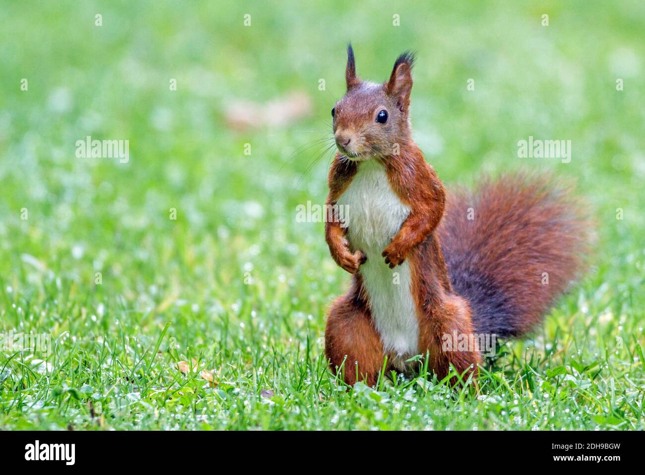 Eichhörnchen (Sciurus vulgaris) Stock Photo