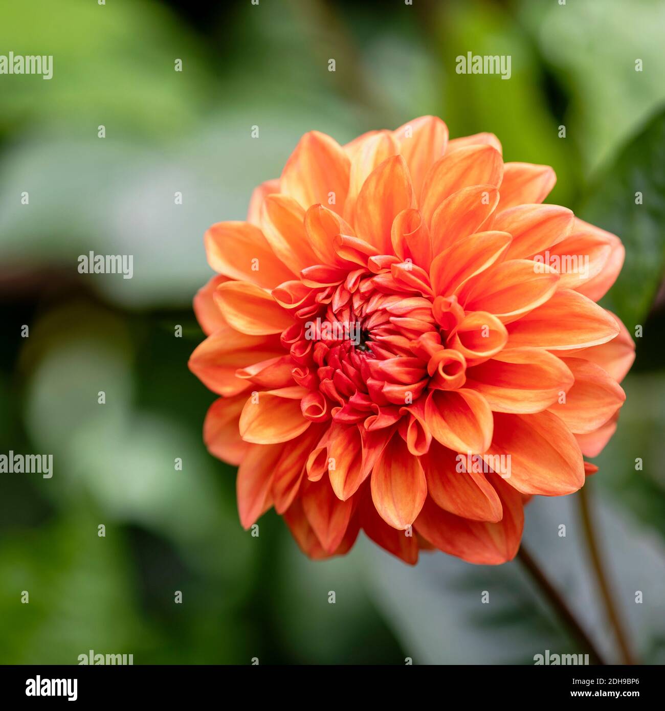 Dahlia, Orange coloured single 'Pom Pom' flower growing outdoor. Stock Photo