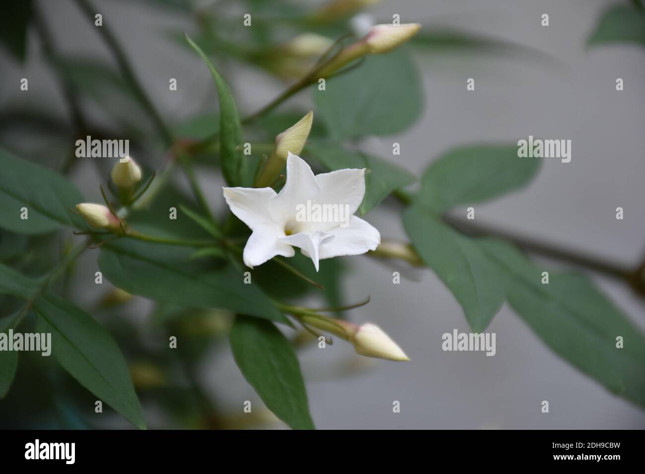 White jasmine flower, plant located and protected next to a dry stone wall. Stock Photo