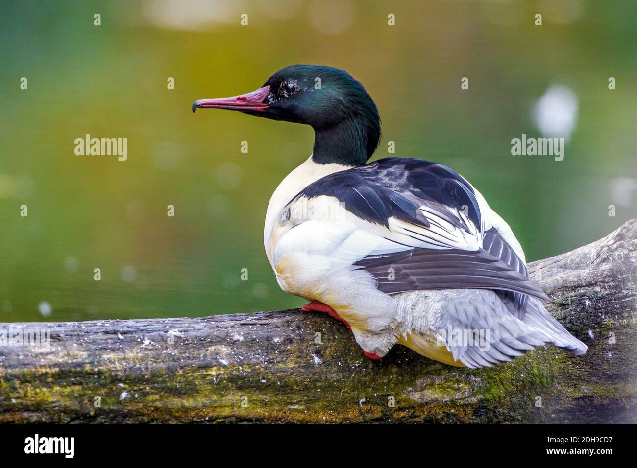 Gänsesäger (Mergus merganser) Männchen Stock Photo