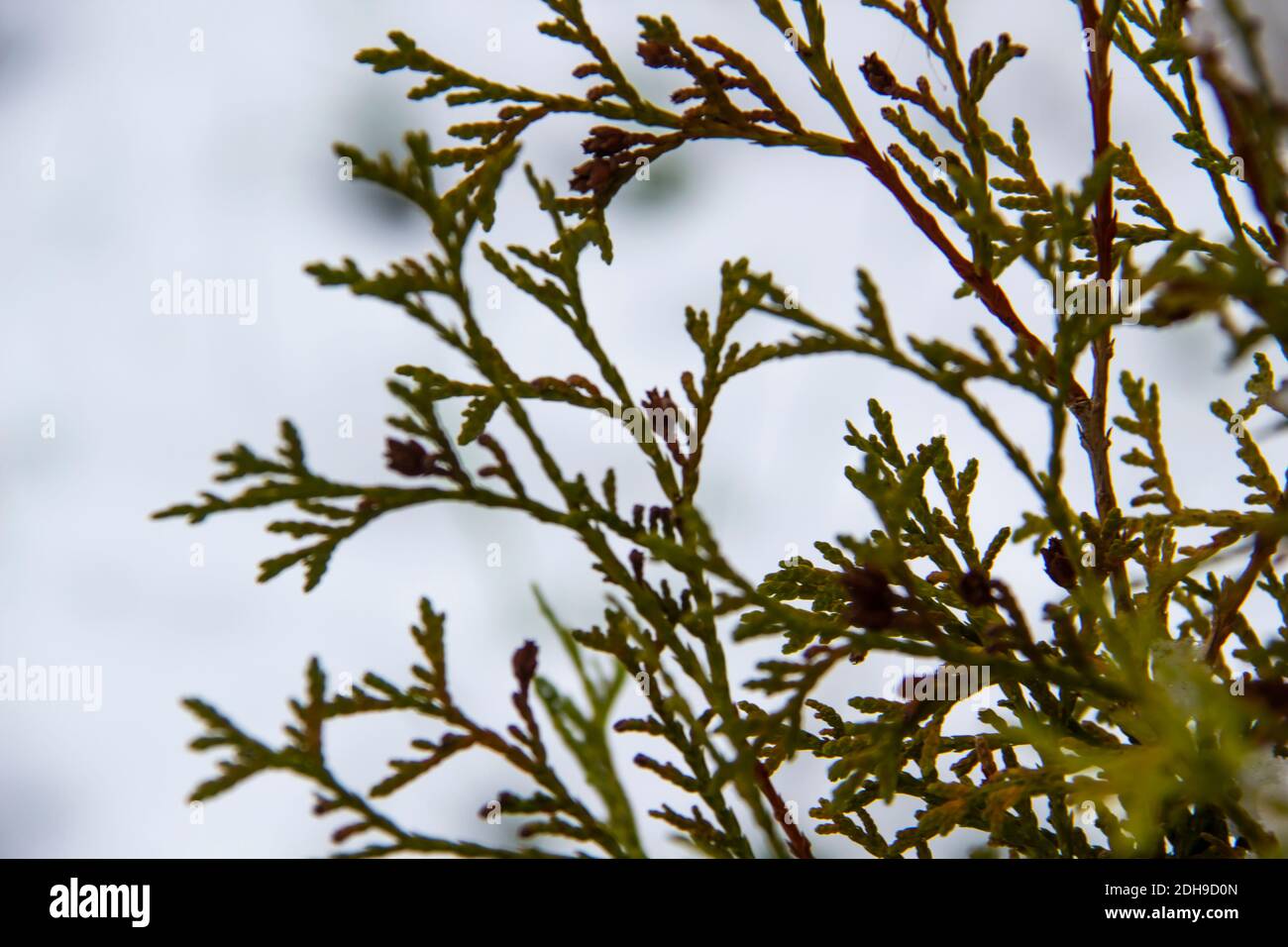 A beautiful leaves of coniferous tree Thuja. CloseUp of green leaves of Thuja trees against snow background Stock Photo