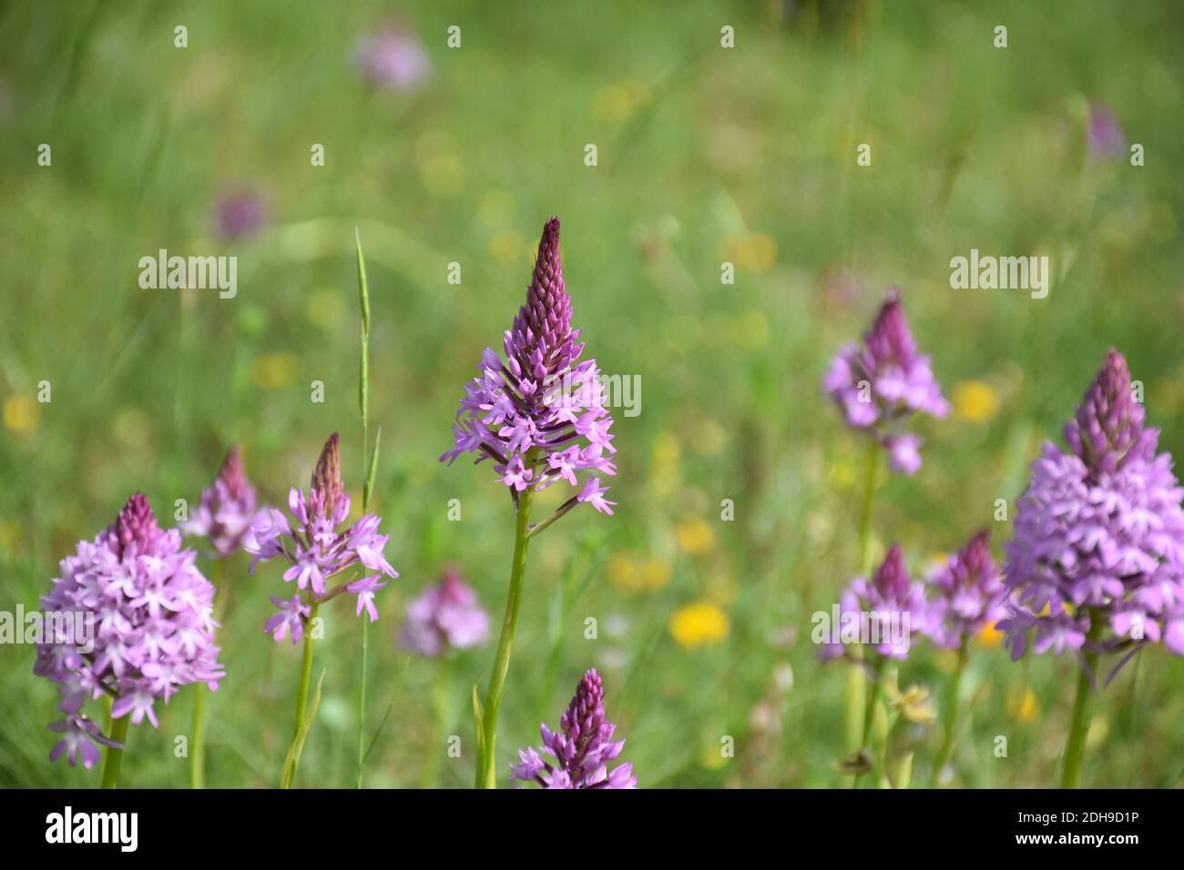 Pyramidal orchids (Anacamptis pyramidalis) adult in green grass field. Stock Photo