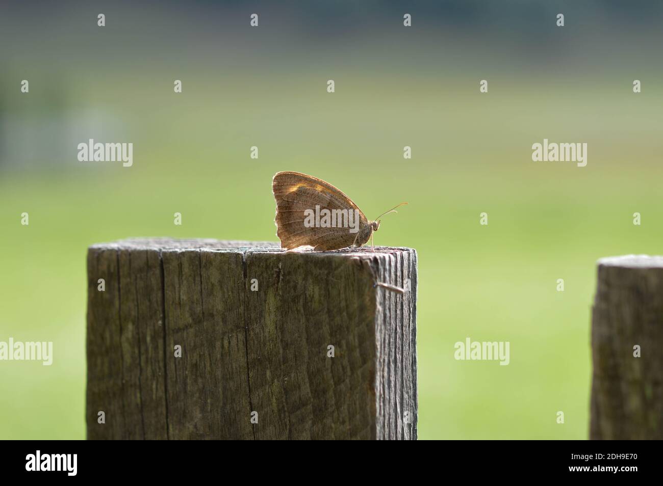 Large heath butterfly on the fence, close up, macro, brown butterfly Stock Photo
