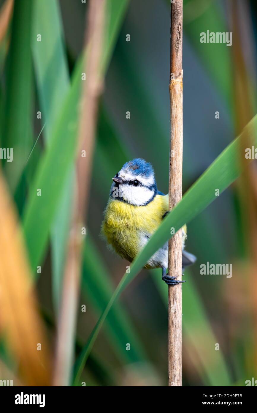 Eurasian blue tit in the nature Stock Photo