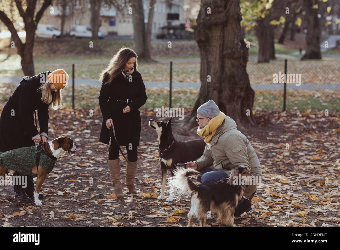Full length male and female pet owners with dogs at park Stock Photo