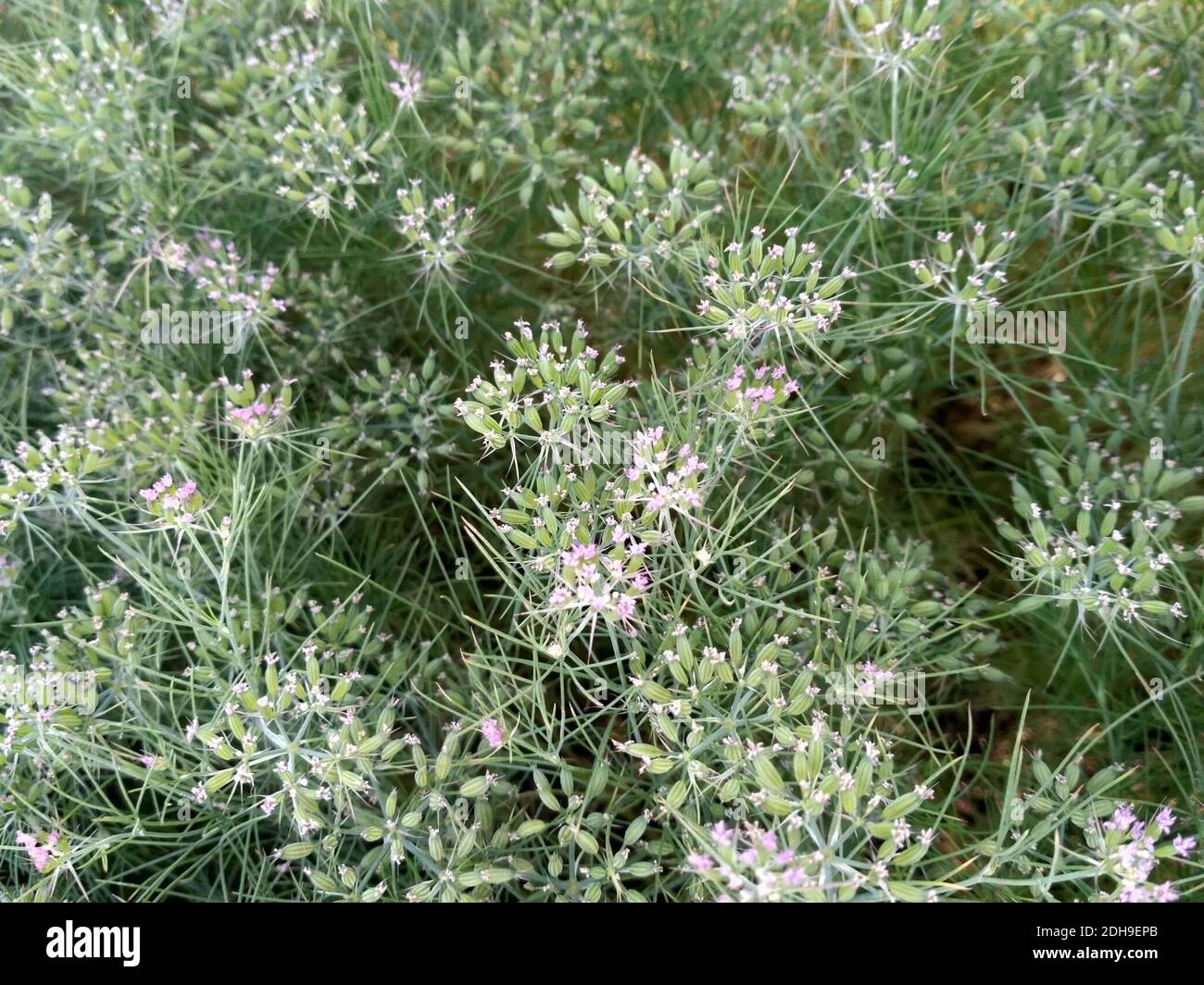 Spring Cumin Cumin Crop Field, fresh plant of Cumin seeds farm, growing in ...