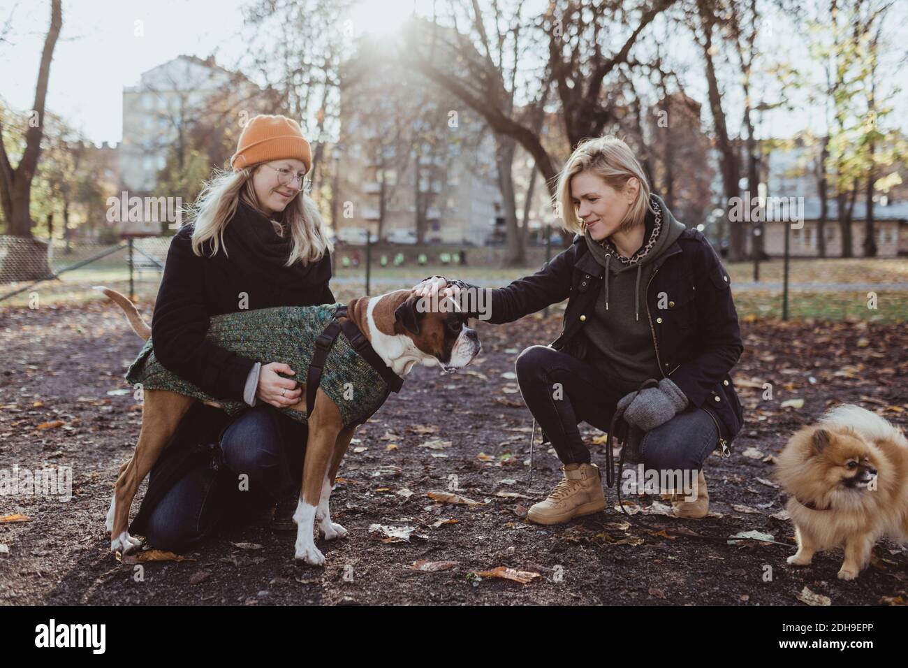 Women crouching while stroking boxer dog at park during autumn Stock Photo