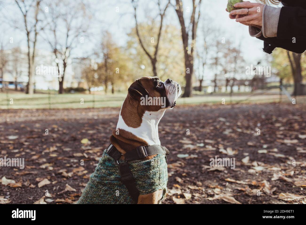 Side view of boxer dog looking at female pet owner holding tennis ball at park Stock Photo