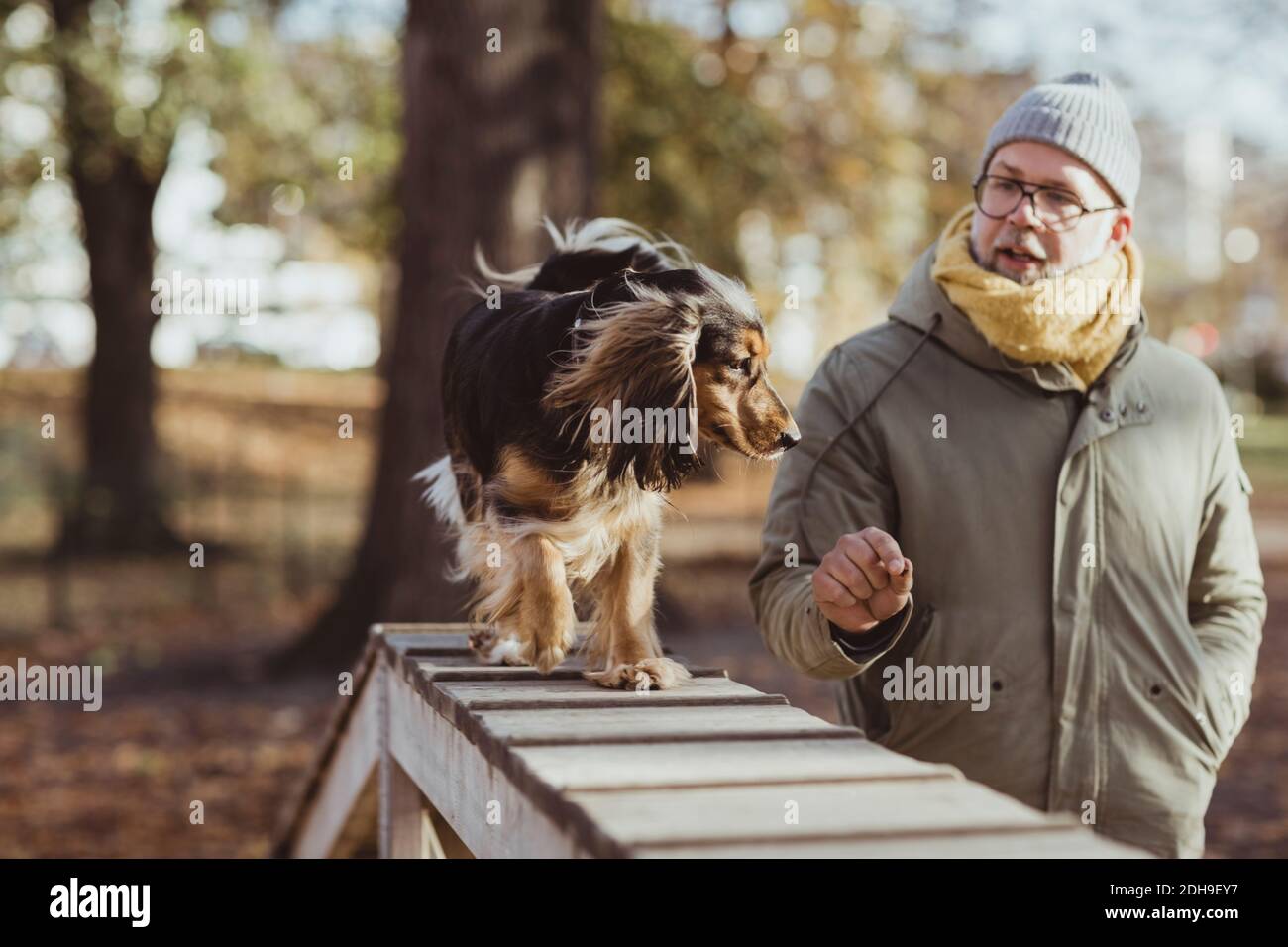 Man looking at dog walking on obstacle course during sunny day Stock Photo