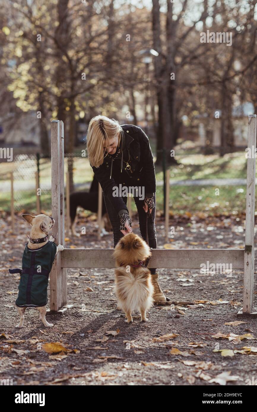 Full length of smiling woman with dogs at obstacle course Stock Photo