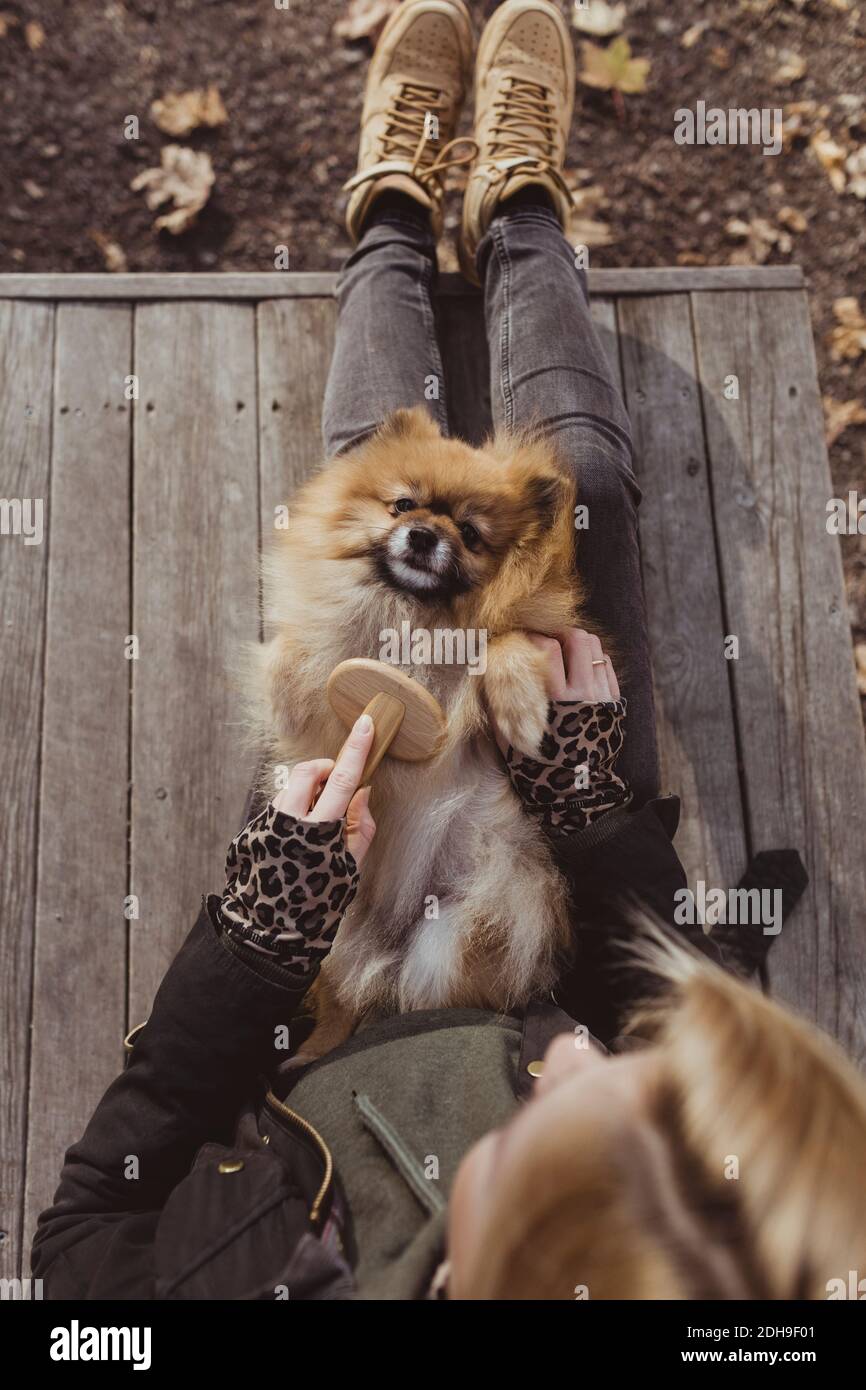 Directly above view of woman brushing Pomeranian lying on lap at park Stock Photo