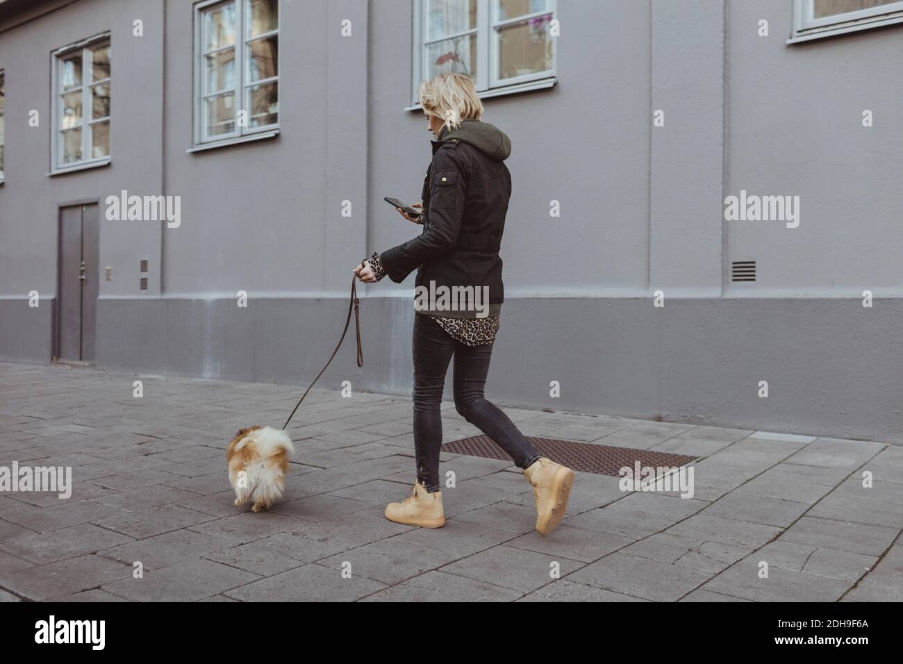 Full length of blond woman walking with Pomeranian on footpath by building in city Stock Photo