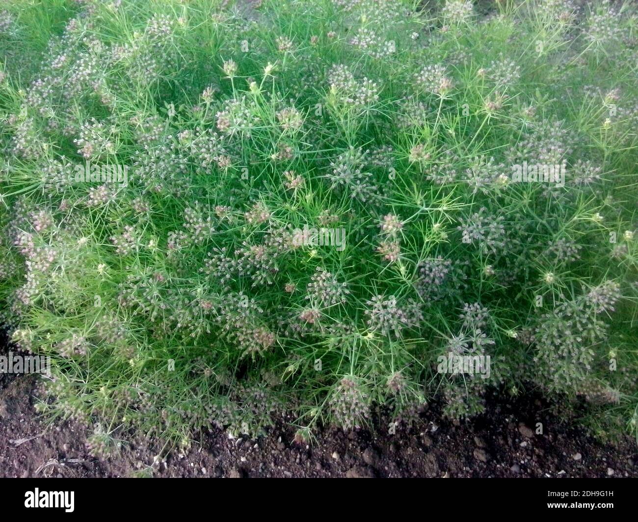 Green cumin hires stock photography and images Alamy