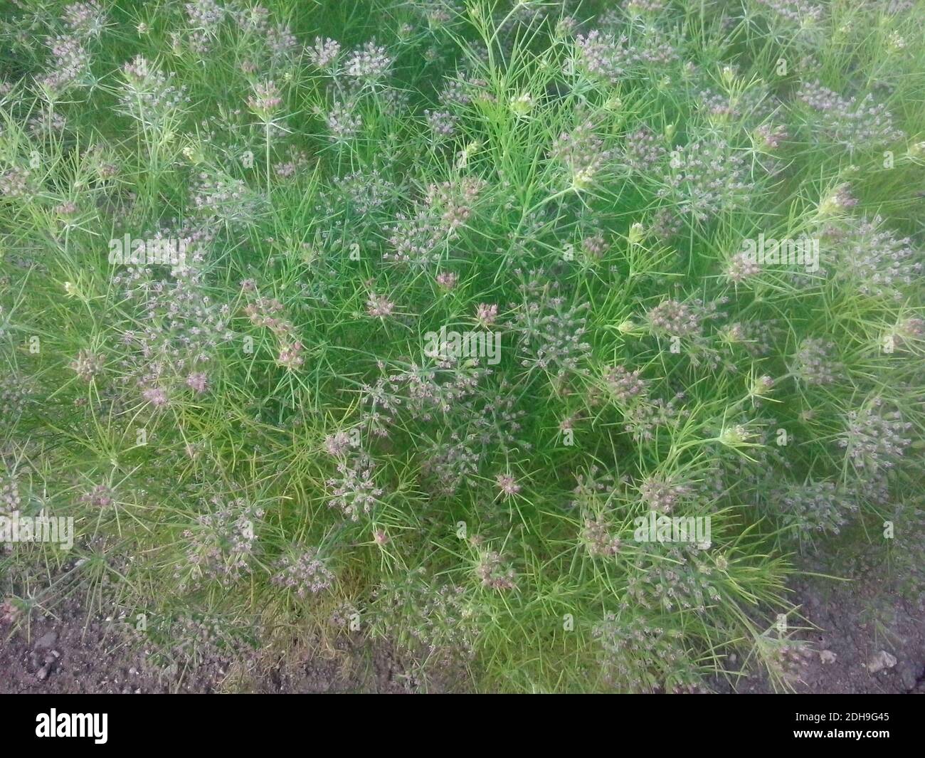 Cumin green plants hires stock photography and images Alamy