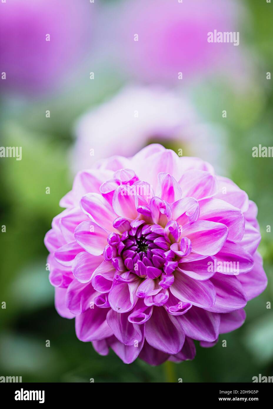 Dahlia, Purple coloured single 'Pom Pom' flower growing outdoor. Stock Photo