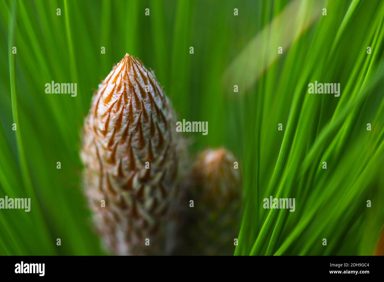 Young Monterey Pine Buds And Needles (Pinus radiata) Stock Photo