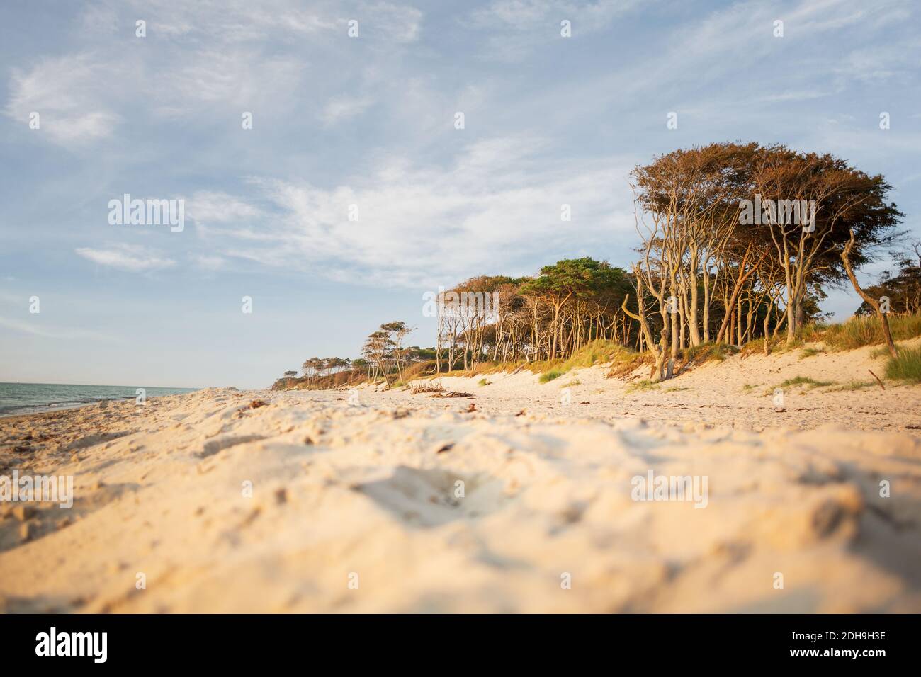 West beach with forest on the peninsula Darß in Germany Stock Photo